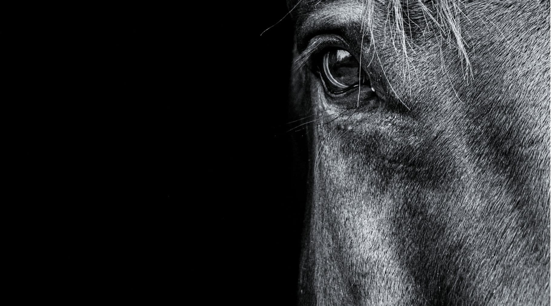 development & production
of supplementary animal feed